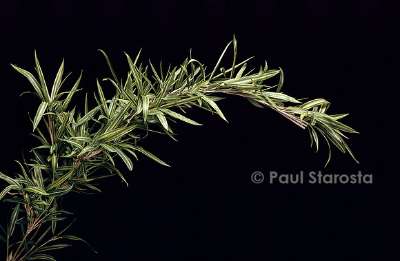 Pleioblastus shibuyanus ‘Tsuboi’ (bambou)