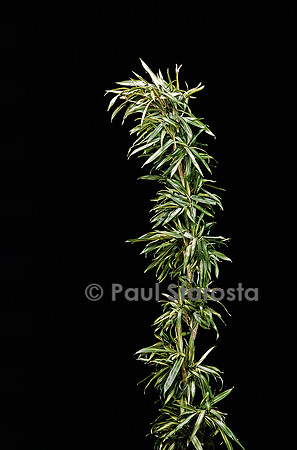 Pleioblastus shibuyanus ‘Tsuboi’ (bambou)