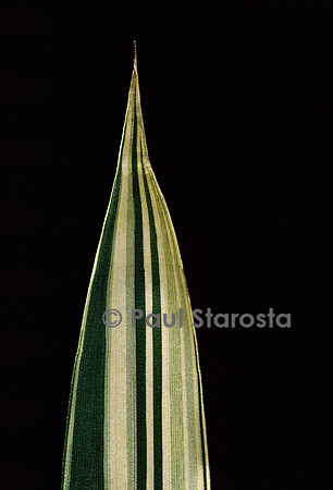 Pleioblastus fortunei variegata (bambou) - feuille
