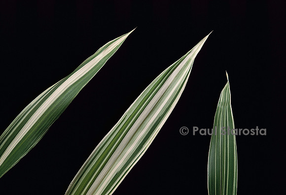Pleioblastus fortunei variegata (bambou) - feuilles