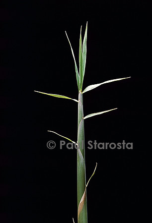 Pleioblastus gramineus (bambou) - pousse
