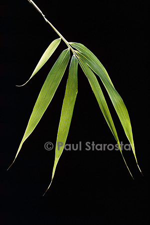 Pleioblastus hindsii (bambou) - feuilles