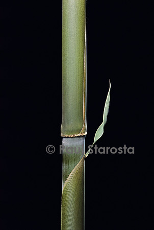 Pleioblastus hindsii (bambou) - pousse