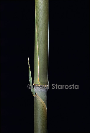 Pleioblastus hindsii (bambou) - pousse