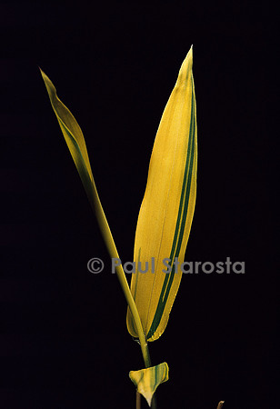 Pleioblastus viridistriatus cv. auricoma (bambou) - feuilles