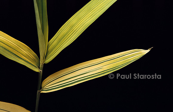 Pleioblastus viridistriatus cv. auricoma (bambou) - feuilles