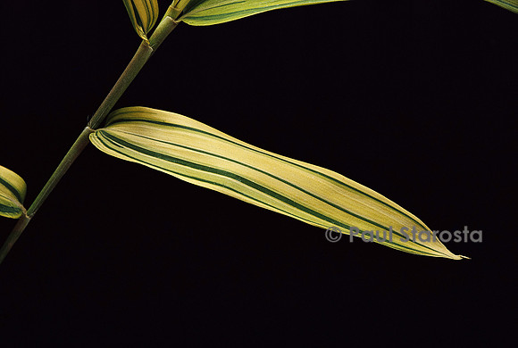 Pleioblastus viridistriatus cv. auricoma (bambou) - feuilles