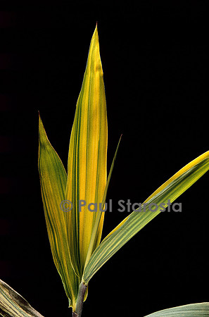 Pleioblastus viridistriatus cv. auricoma (bambou) - feuilles
