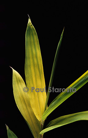 Pleioblastus viridistriatus cv. chrysophyllus (bambou) - feuilles