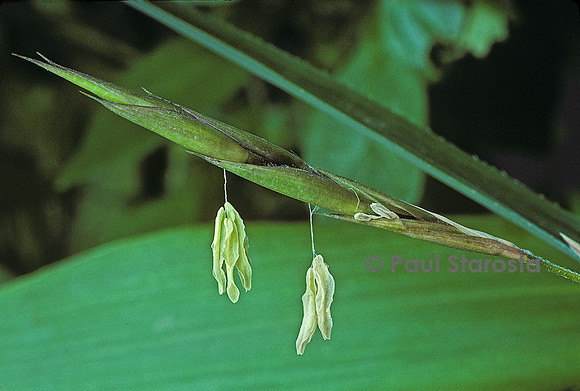 Pseudosasa japonica (bambou) - fleur