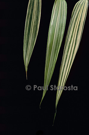 Pseudosasa japonica cv. Akebono-suji (bambou) - feuilles