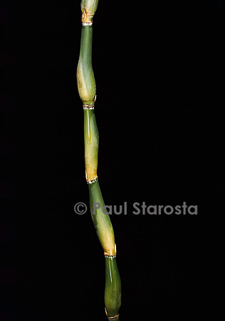 Pseudosasa japonica cv. Tsutsumiana (bambou)