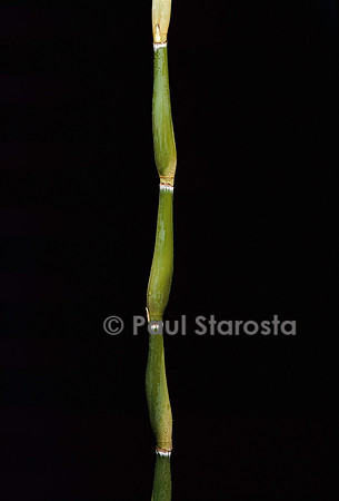 Pseudosasa japonica cv. Tsutsumiana (bambou)