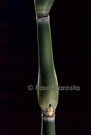 Pseudosasa japonica cv. Tsutsumiana (bambou)
