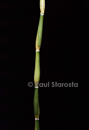 Pseudosasa japonica cv. Tsutsumiana (bambou)