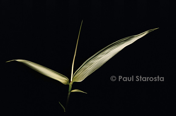 Pseudosasa japonica f. variegata (bambou)