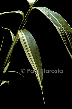 Pseudosasa japonica variegata (bambou)
