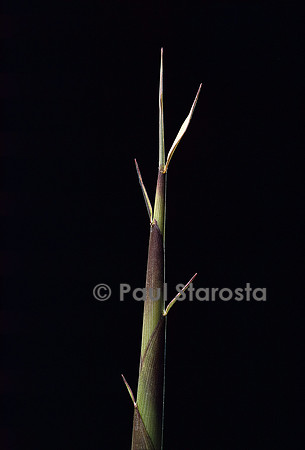 Pseudosasa viridula (bambou) - pousse