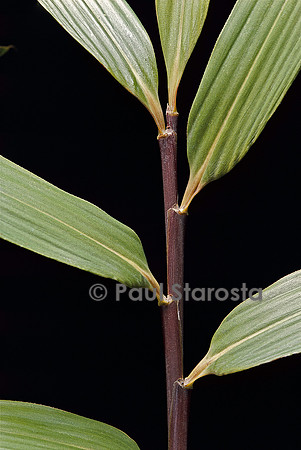 Pseudosasa viridula (bambou)