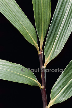 Pseudosasa viridula (bambou)