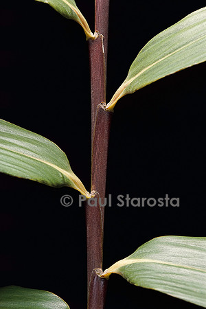 Pseudosasa viridula (bambou)