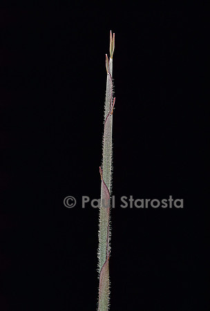 Sasa borealis (bambou) - pousse