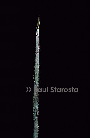 Sasa borealis (bambou) - pousse