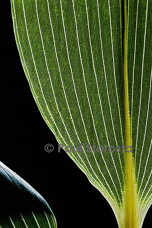 Sasa kurilensis (bambou) - feuille