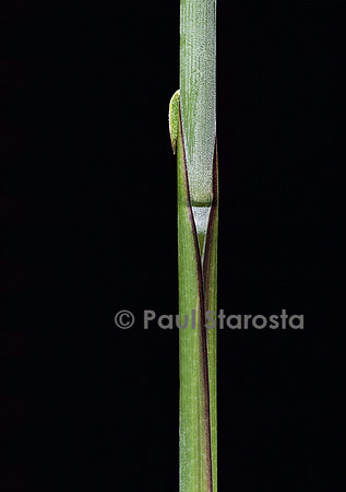 Sasa kurilensis (bambou) - pousse