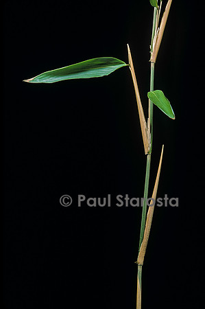 Sasa latifolia (bambou)