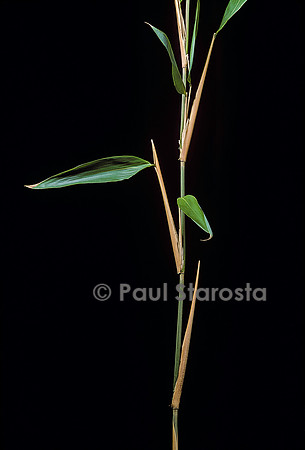 Sasa latifolia (bambou)