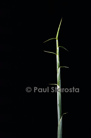 Sasa palmata f. nebulosa (bambou) - pousse