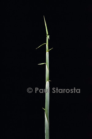 Sasa palmata f. nebulosa (bambou) - pousse