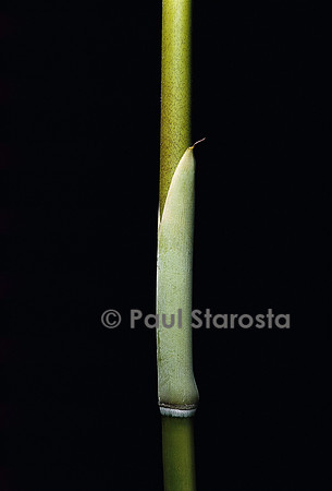 Sasa palmata f. nebulosa (bambou) - pousse
