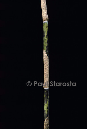 Sasa palmata f. nebulosa (bambou) - pousse