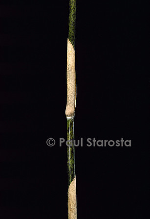 Sasa palmata f. nebulosa (bambou) - pousse
