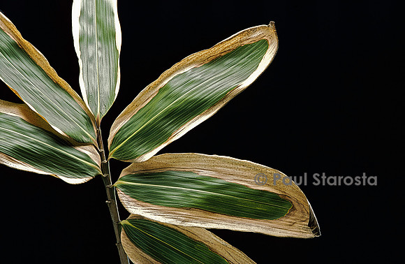 Sasa veitchii (bambou) - feuilles