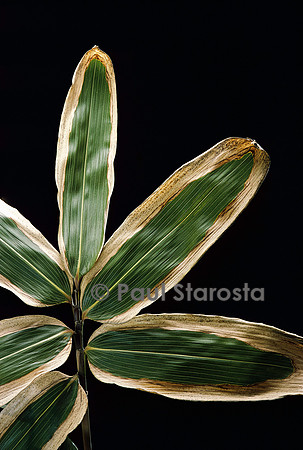 Sasa veitchii (bambou) - feuilles