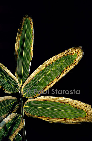 Sasa veitchii (bambou) - feuilles