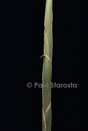 Semiarundinaria “Coréen” (bambou) - pousse