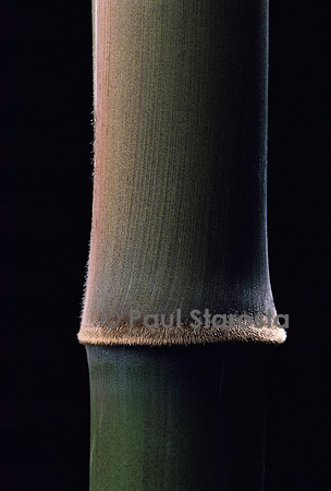 Semiarundinaria fastuosa (bambou) - pousse