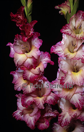 Gladiolus (glaieul)