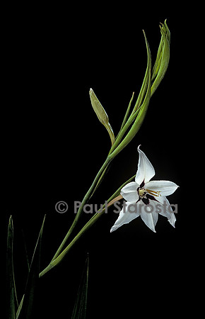 Gladiolus murielae (glaieul)