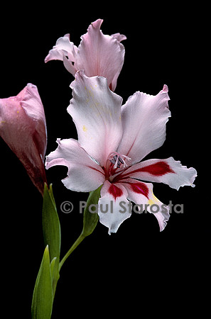 Gladiolus carneus (glaieul)