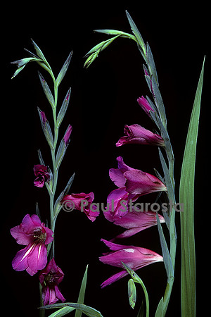Gladiolus communis subsp. byzantinus (glaieul)