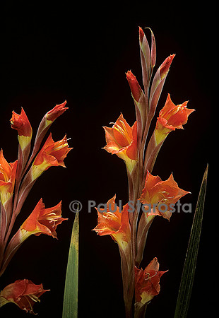 Gladiolus dalenii (glaieul)