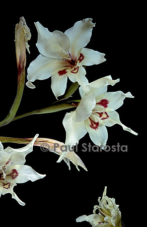 Gladiolus debilis (glaieul)