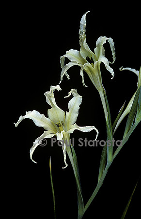 Gladiolus undulatus (glaieul)