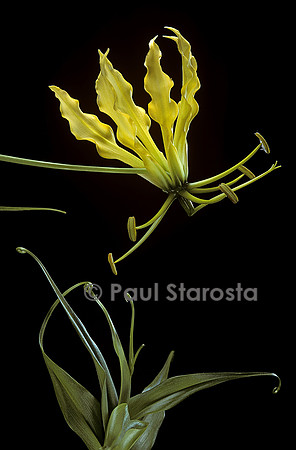 Gloriosa superba ‘Lutea’