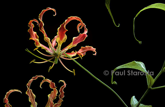 Gloriosa superba ‘Rothschildiana’
